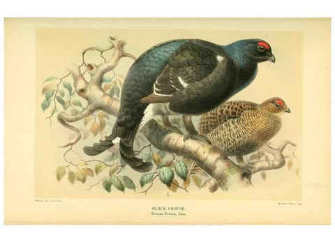 Reproducción/Reproduction 10560537383: Coloured figures of the birds of the British Islands / issued by Lord Lilford.. London :R. H. Porter,1885-1897.