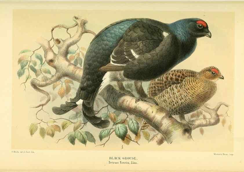 Reproducción/Reproduction 10560537383: Coloured figures of the birds of the British Islands / issued by Lord Lilford.. London :R. H. Porter,1885-1897.