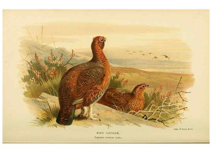 Reproducción/Reproduction 10560283255: Coloured figures of the birds of the British Islands / issued by Lord Lilford.. London :R. H. Porter,1885-1897.