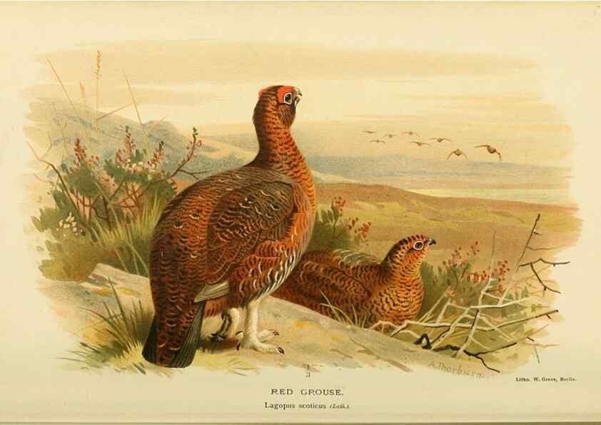 Reproducción/Reproduction 10560283255: Coloured figures of the birds of the British Islands / issued by Lord Lilford.. London :R. H. Porter,1885-1897.
