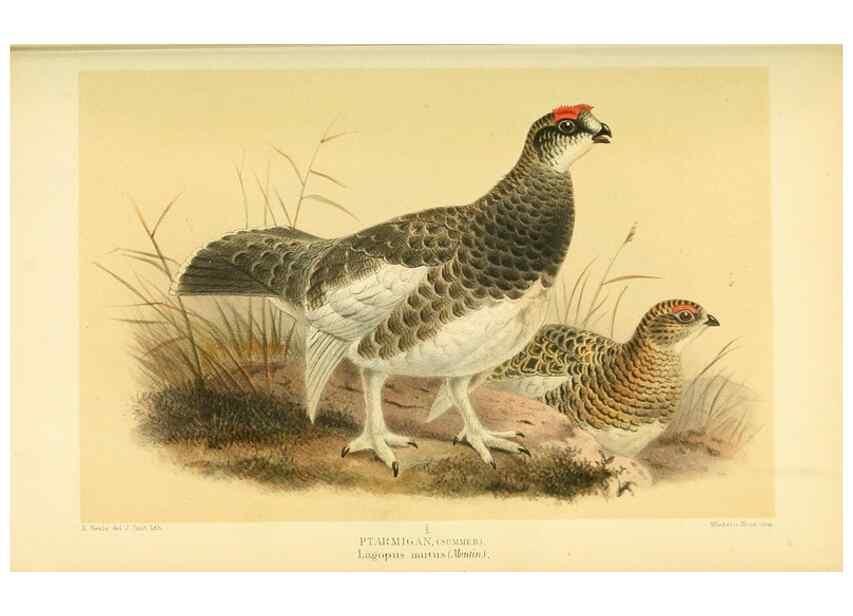 Reproducción/Reproduction 10560307386: Coloured figures of the birds of the British Islands / issued by Lord Lilford.. London :R. H. Porter,1885-1897.