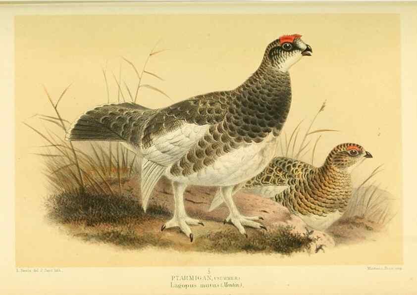 Reproducción/Reproduction 10560307386: Coloured figures of the birds of the British Islands / issued by Lord Lilford.. London :R. H. Porter,1885-1897.