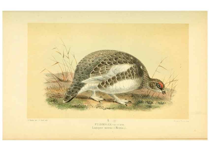 Reproducción/Reproduction 10560350834: Coloured figures of the birds of the British Islands / issued by Lord Lilford.. London :R. H. Porter,1885-1897.