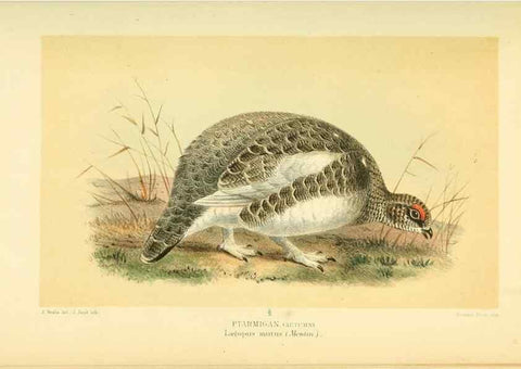 Reproducción/Reproduction 10560350834: Coloured figures of the birds of the British Islands / issued by Lord Lilford.. London :R. H. Porter,1885-1897.