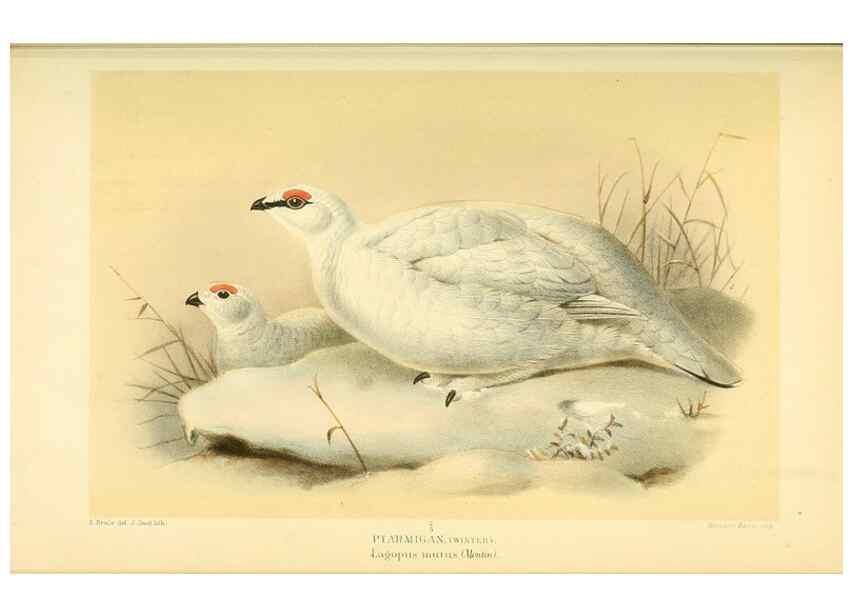 Reproducción/Reproduction 10560292545: Coloured figures of the birds of the British Islands / issued by Lord Lilford.. London :R. H. Porter,1885-1897.