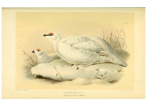 Reproducción/Reproduction 10560292545: Coloured figures of the birds of the British Islands / issued by Lord Lilford.. London :R. H. Porter,1885-1897.