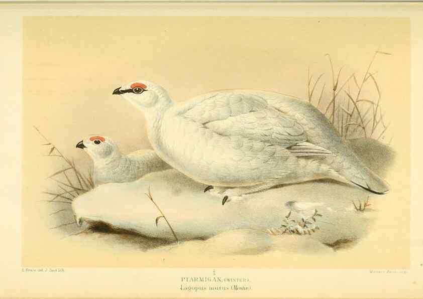 Reproducción/Reproduction 10560292545: Coloured figures of the birds of the British Islands / issued by Lord Lilford.. London :R. H. Porter,1885-1897.