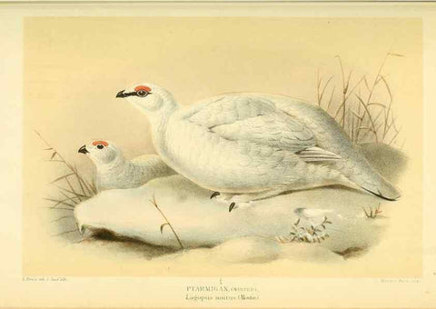 Reproducción/Reproduction 10560292545: Coloured figures of the birds of the British Islands / issued by Lord Lilford.. London :R. H. Porter,1885-1897.
