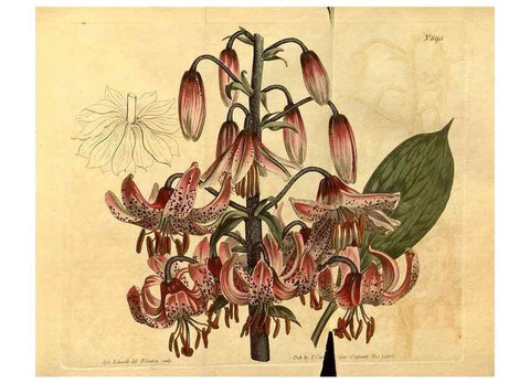 Reproducción/Reproduction 10594541463: Curtis's botanical magazine.. London ;New York [etc.] :Academic Press [etc.]