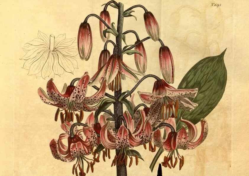 Reproducción/Reproduction 10594541463: Curtis's botanical magazine.. London ;New York [etc.] :Academic Press [etc.]