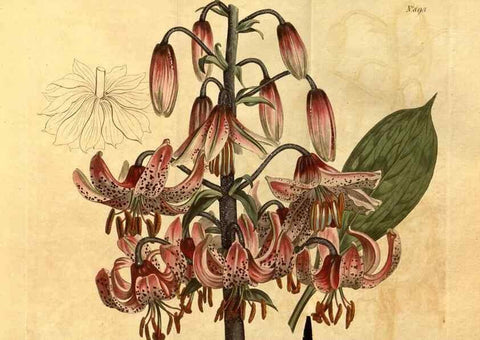 Reproducción/Reproduction 10594541463: Curtis's botanical magazine.. London ;New York [etc.] :Academic Press [etc.]