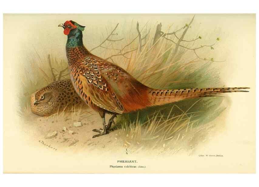 Reproducción/Reproduction 10560317406: Coloured figures of the birds of the British Islands / issued by Lord Lilford.. London :R. H. Porter,1885-1897.