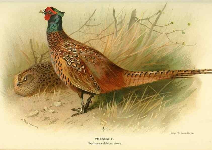 Reproducción/Reproduction 10560317406: Coloured figures of the birds of the British Islands / issued by Lord Lilford.. London :R. H. Porter,1885-1897.