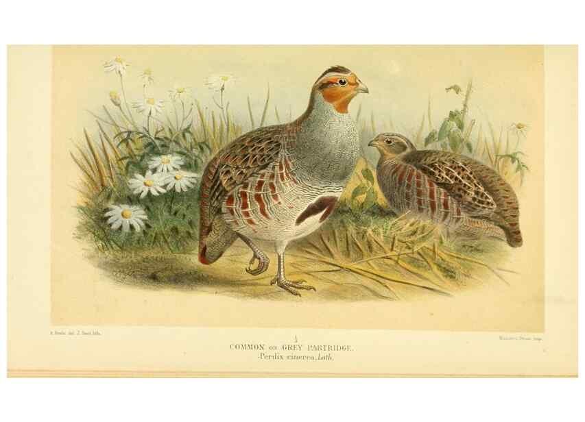 Reproducción/Reproduction 10560324746: Coloured figures of the birds of the British Islands / issued by Lord Lilford.. London :R. H. Porter,1885-1897.