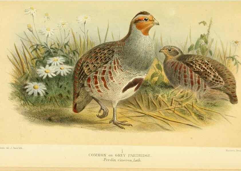 Reproducción/Reproduction 10560324746: Coloured figures of the birds of the British Islands / issued by Lord Lilford.. London :R. H. Porter,1885-1897.
