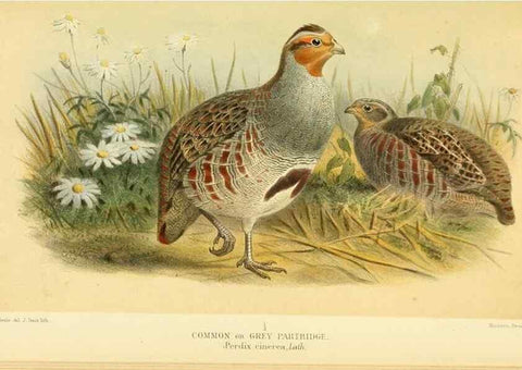 Reproducción/Reproduction 10560324746: Coloured figures of the birds of the British Islands / issued by Lord Lilford.. London :R. H. Porter,1885-1897.