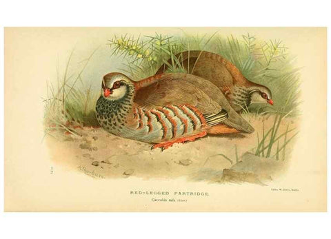 Reproducción/Reproduction 10560565583: Coloured figures of the birds of the British Islands / issued by Lord Lilford.. London :R. H. Porter,1885-1897.
