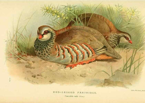 Reproducción/Reproduction 10560565583: Coloured figures of the birds of the British Islands / issued by Lord Lilford.. London :R. H. Porter,1885-1897.