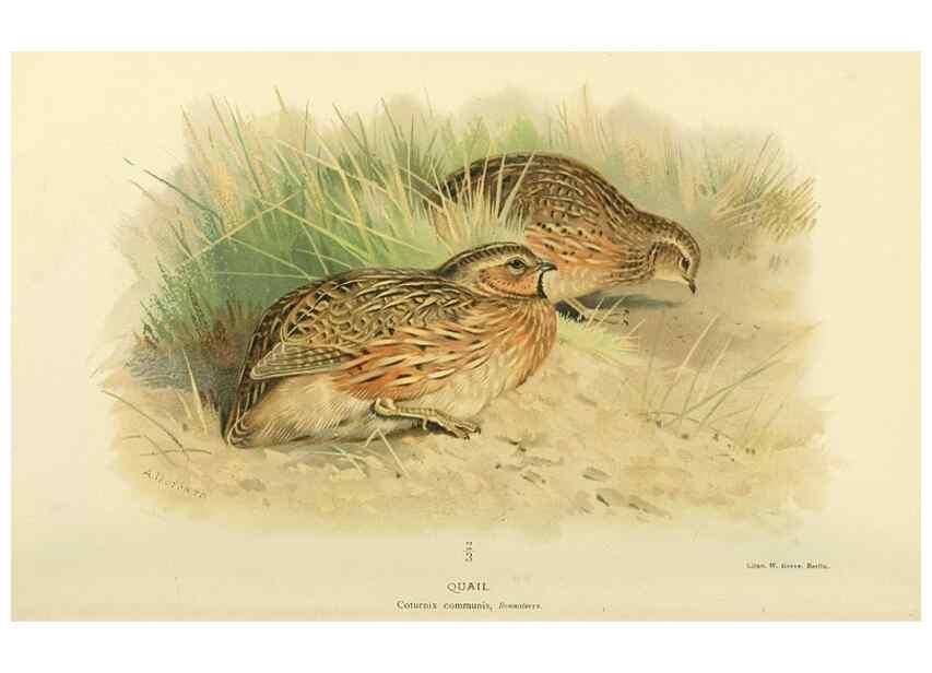 Reproducción/Reproduction 10560311635: Coloured figures of the birds of the British Islands / issued by Lord Lilford.. London :R. H. Porter,1885-1897.