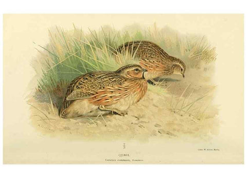 Reproducción/Reproduction 10560311635: Coloured figures of the birds of the British Islands / issued by Lord Lilford.. London :R. H. Porter,1885-1897.