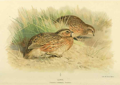 Reproducción/Reproduction 10560311635: Coloured figures of the birds of the British Islands / issued by Lord Lilford.. London :R. H. Porter,1885-1897.
