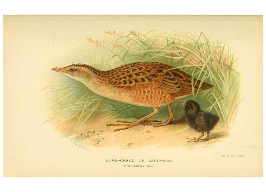 Reproducción/Reproduction 10560314845: Coloured figures of the birds of the British Islands / issued by Lord Lilford.. London :R. H. Porter,1885-1897.