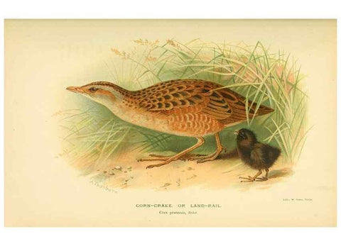 Reproducción/Reproduction 10560314845: Coloured figures of the birds of the British Islands / issued by Lord Lilford.. London :R. H. Porter,1885-1897.