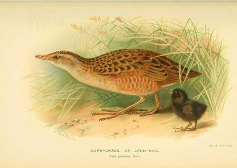 Reproducción/Reproduction 10560314845: Coloured figures of the birds of the British Islands / issued by Lord Lilford.. London :R. H. Porter,1885-1897.