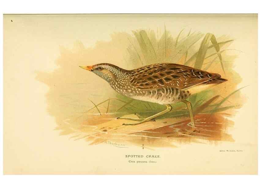 Reproducción/Reproduction 10560317775: Coloured figures of the birds of the British Islands / issued by Lord Lilford.. London :R. H. Porter,1885-1897.