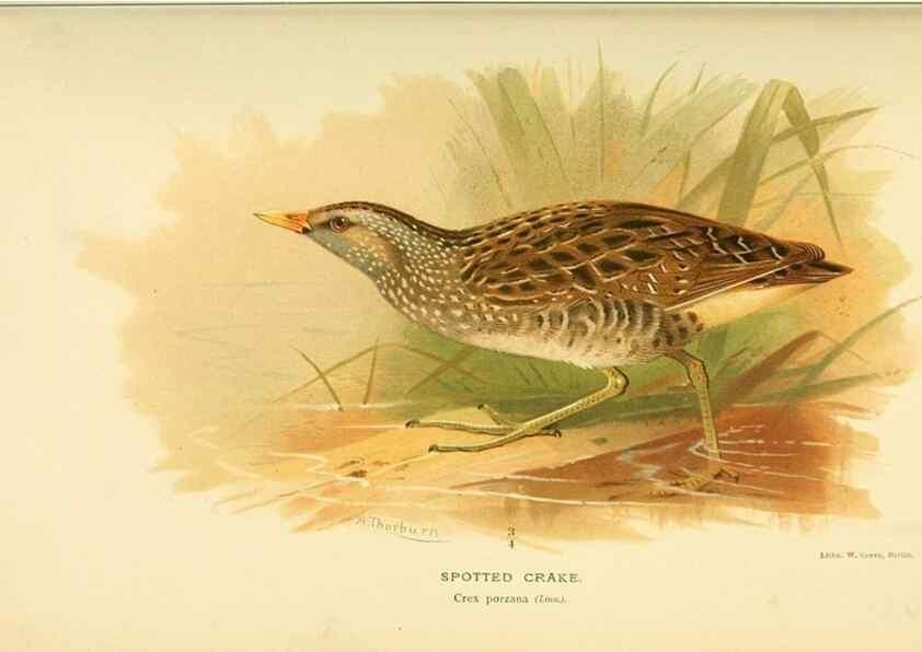 Reproducción/Reproduction 10560317775: Coloured figures of the birds of the British Islands / issued by Lord Lilford.. London :R. H. Porter,1885-1897.