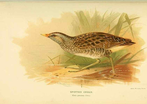 Reproducción/Reproduction 10560317775: Coloured figures of the birds of the British Islands / issued by Lord Lilford.. London :R. H. Porter,1885-1897.