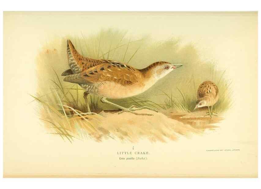 Reproducción/Reproduction 10560321065: Coloured figures of the birds of the British Islands / issued by Lord Lilford.. London :R. H. Porter,1885-1897.