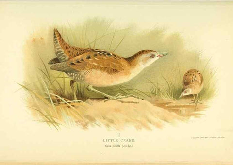 Reproducción/Reproduction 10560321065: Coloured figures of the birds of the British Islands / issued by Lord Lilford.. London :R. H. Porter,1885-1897.