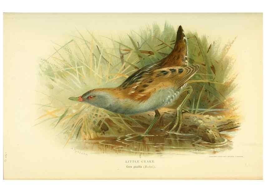 Reproducción/Reproduction 10560582103: Coloured figures of the birds of the British Islands / issued by Lord Lilford.. London :R. H. Porter,1885-1897.