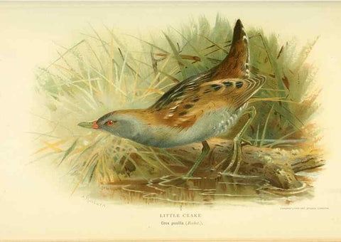 Reproducción/Reproduction 10560582103: Coloured figures of the birds of the British Islands / issued by Lord Lilford.. London :R. H. Porter,1885-1897.