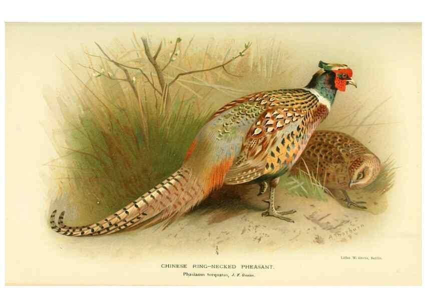 Reproducción/Reproduction 10560300135: Coloured figures of the birds of the British Islands / issued by Lord Lilford.. London :R. H. Porter,1885-1897.