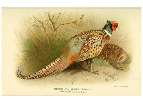 Reproducción/Reproduction 10560300135: Coloured figures of the birds of the British Islands / issued by Lord Lilford.. London :R. H. Porter,1885-1897.
