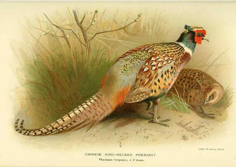 Reproducción/Reproduction 10560300135: Coloured figures of the birds of the British Islands / issued by Lord Lilford.. London :R. H. Porter,1885-1897.