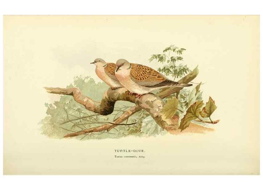 Reproducción/Reproduction 10560290636: Coloured figures of the birds of the British Islands / issued by Lord Lilford.. London :R. H. Porter,1885-1897.