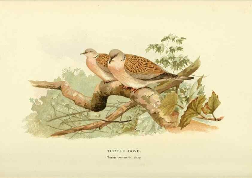 Reproducción/Reproduction 10560290636: Coloured figures of the birds of the British Islands / issued by Lord Lilford.. London :R. H. Porter,1885-1897.