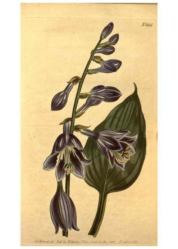 Reproducción/Reproduction 10594289015: Curtis's botanical magazine.. London ;New York [etc.] :Academic Press [etc.]