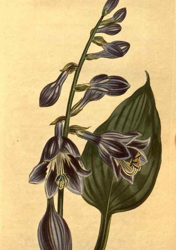 Reproducción/Reproduction 10594289015: Curtis's botanical magazine.. London ;New York [etc.] :Academic Press [etc.]