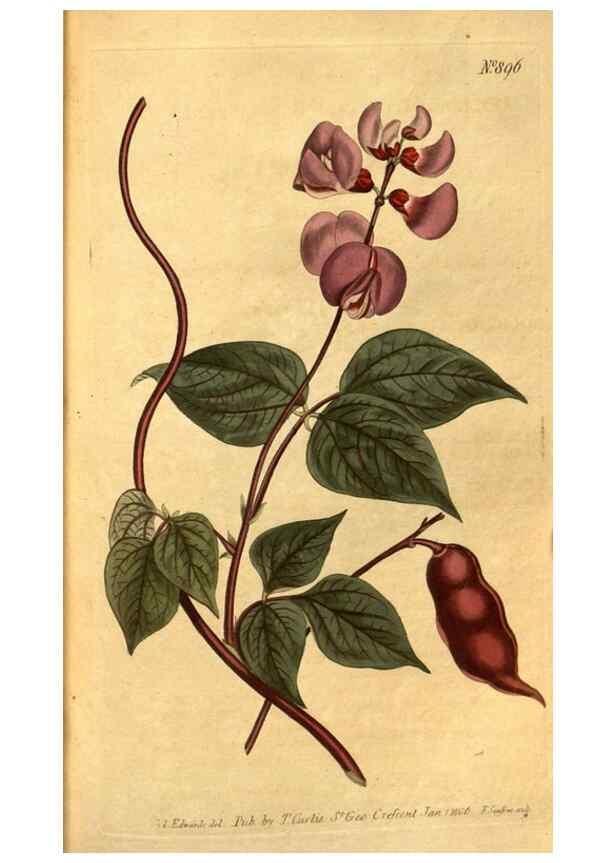 Reproducción/Reproduction 10594326404: Curtis's botanical magazine.. London ;New York [etc.] :Academic Press [etc.]