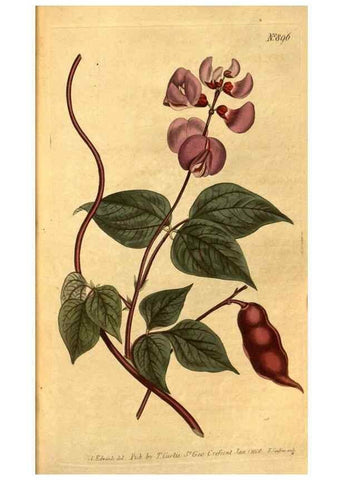 Reproducción/Reproduction 10594326404: Curtis's botanical magazine.. London ;New York [etc.] :Academic Press [etc.]