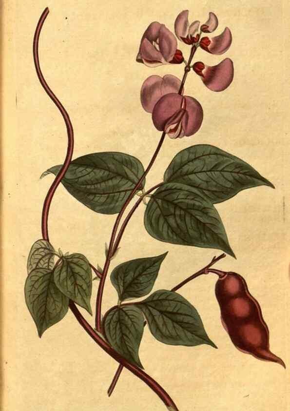 Reproducción/Reproduction 10594326404: Curtis's botanical magazine.. London ;New York [etc.] :Academic Press [etc.]