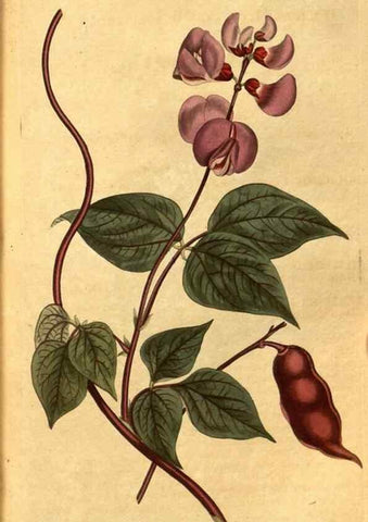 Reproducción/Reproduction 10594326404: Curtis's botanical magazine.. London ;New York [etc.] :Academic Press [etc.]