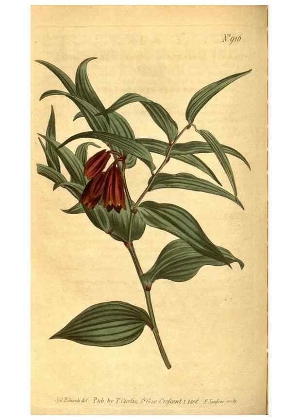 Reproducción/Reproduction 10594652913: Curtis's botanical magazine.. London ;New York [etc.] :Academic Press [etc.]
