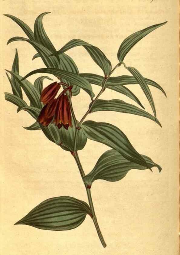 Reproducción/Reproduction 10594652913: Curtis's botanical magazine.. London ;New York [etc.] :Academic Press [etc.]