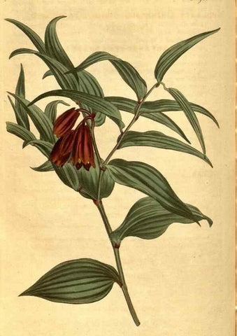 Reproducción/Reproduction 10594652913: Curtis's botanical magazine.. London ;New York [etc.] :Academic Press [etc.]