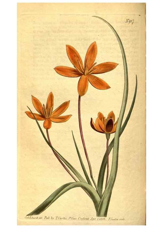 Reproducción/Reproduction 10594411766: Curtis's botanical magazine.. London ;New York [etc.] :Academic Press [etc.]